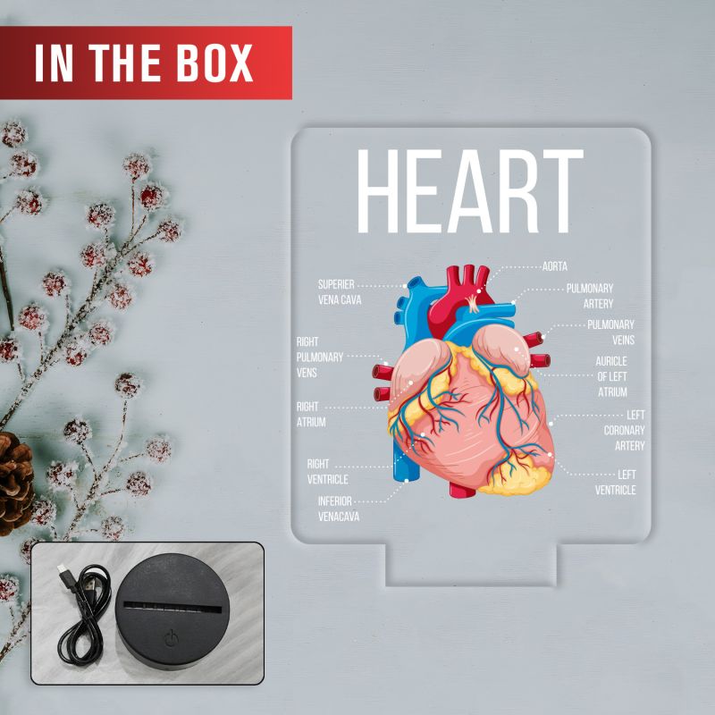 3D Illusion Anatomical Heart Diagram LED Lamp with Warm White Light Gift for Medical & Science Student Home, Clinic, Hospital & Study Desk Table Decor